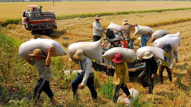 GIÁ LÚA GẠO BIẾN ĐỘNG MẠNH