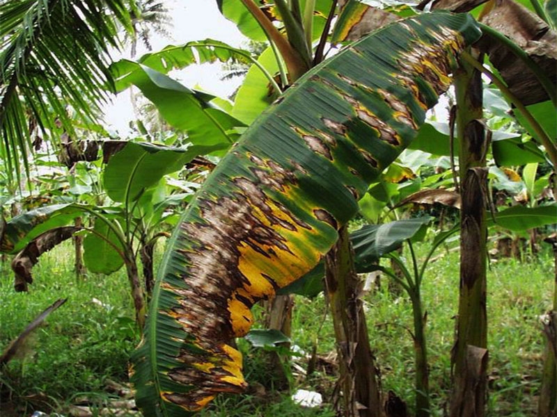 Common Banana Plant Diseases and Prevention Methods