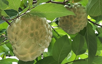 The solution for preventing and treating root rot and leaf spot diseases on the Na tree