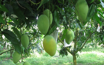 The solution to prevent anthracnose disease - White powder on mangoes