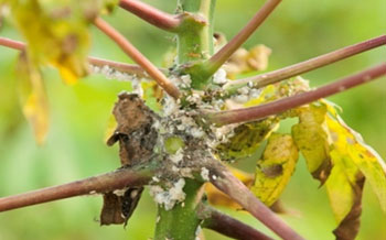 The harmful pest affecting potato plants and prevention methods