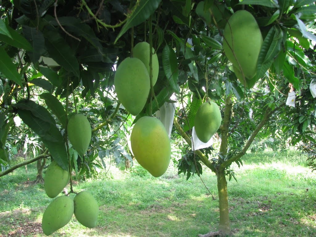 The Techniques of Planting and Caring for Mango Trees